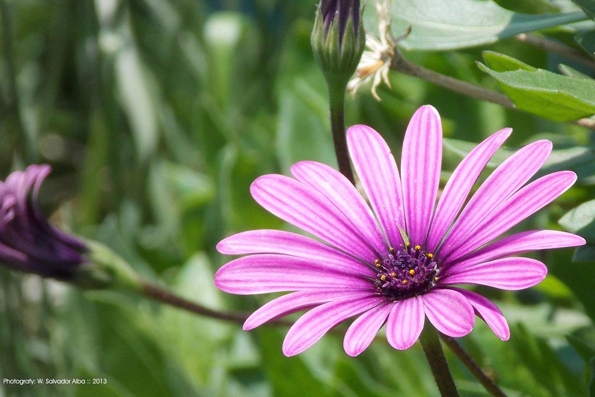 Fotografía digital 'Flor morada'