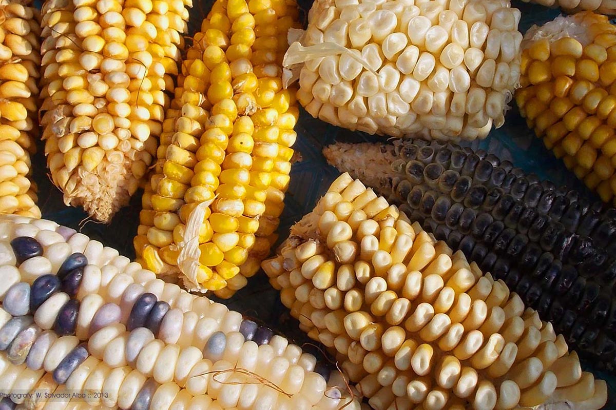 Fotografía digital 'foto de un capullo de mariposa'