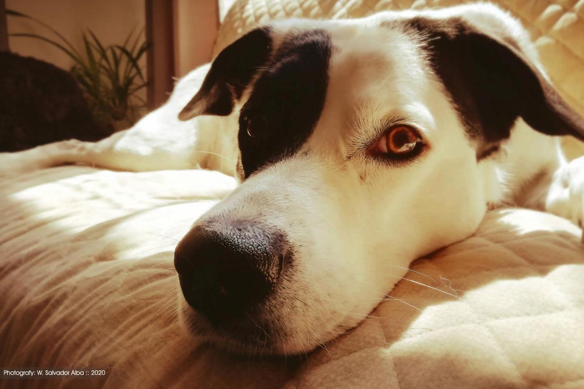 Fotografía digital 'Un perrito'