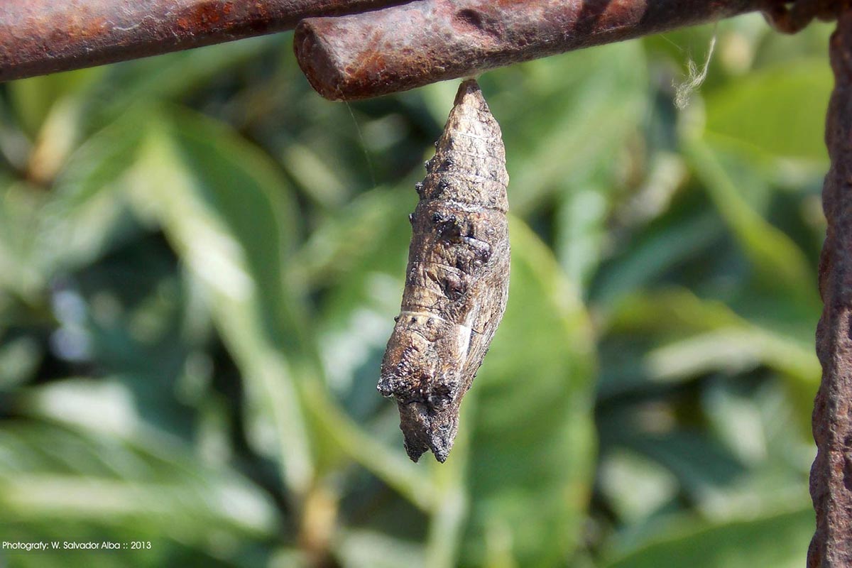 Fotografía digital 'foto de un capullo de mariposa'