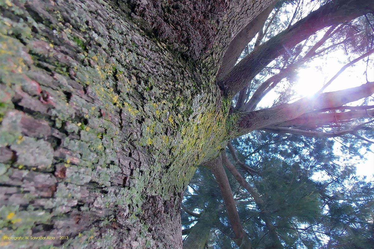 Fotografía digital 'Enchanted Woods'